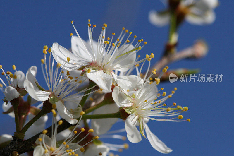 野生梅花特写