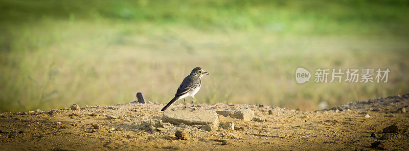 麻雀(过路人montanus)