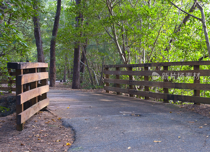 森林自然步道中的木桥小径