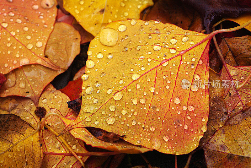 雨点汇集在落下的花园树叶上。