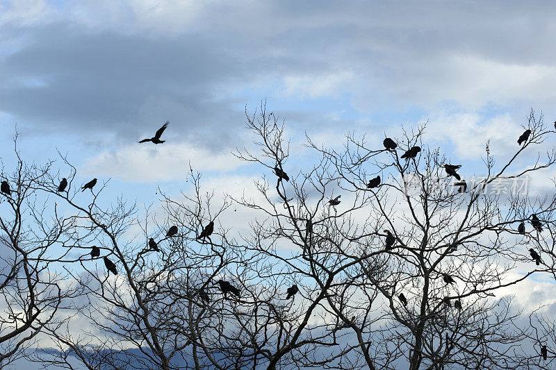 乌鸦栖息在树上，加拿大不列颠哥伦比亚省