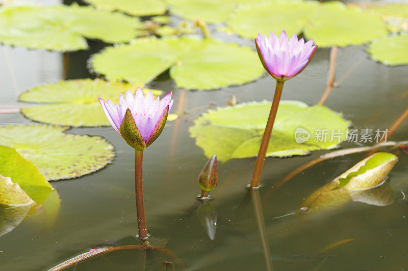两朵粉红色的白莲花盛开在碧绿的湖斯里兰卡