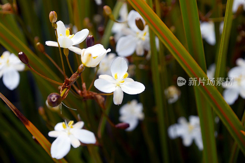 花中的新西兰鸢尾(自由民)