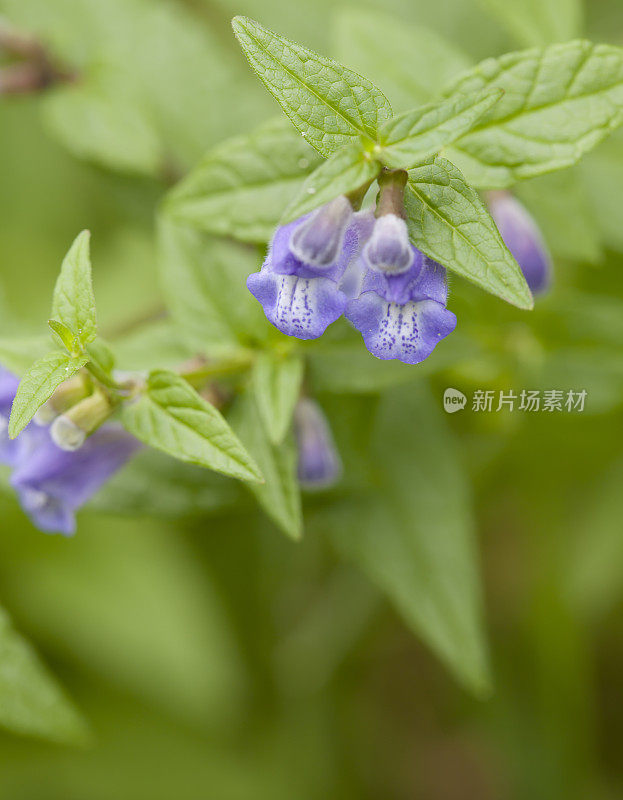 黄芩(黄芩)