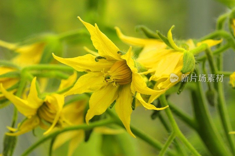 植株上的黄色番茄花