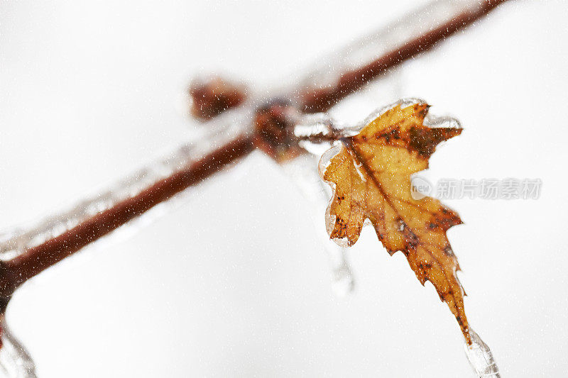 冰冻的枫叶在冬天被冰柱覆盖的特写