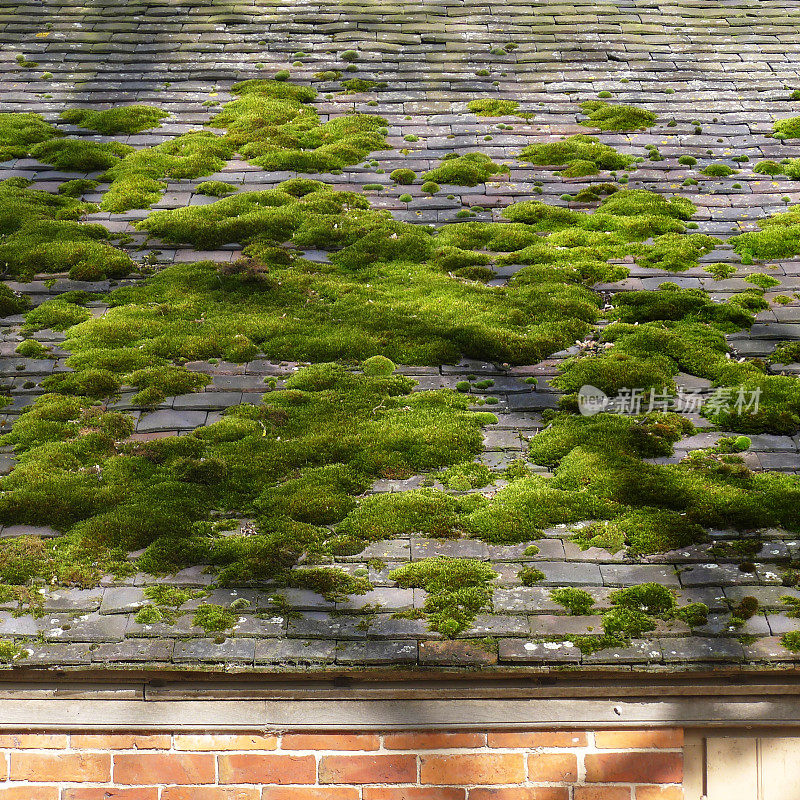 石板屋顶上的苔藓