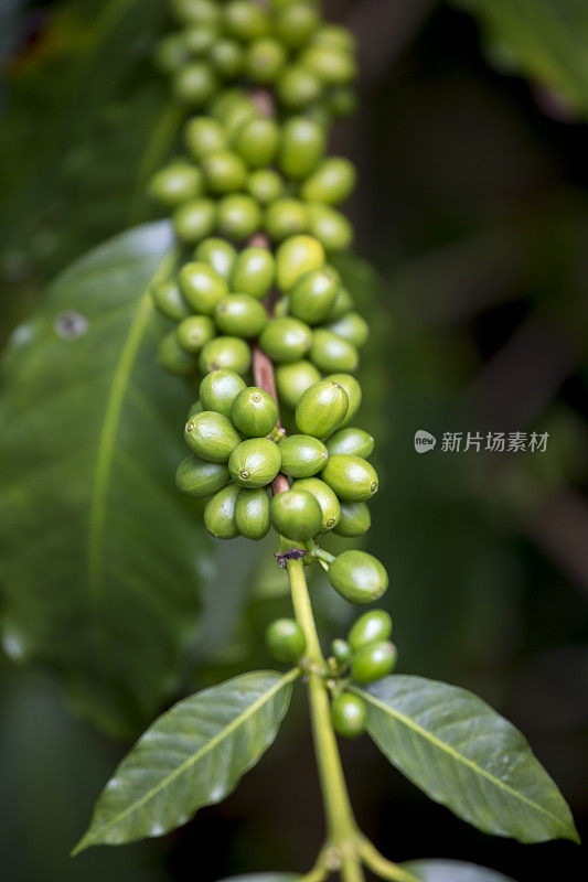 夏威夷大岛科纳咖啡农场