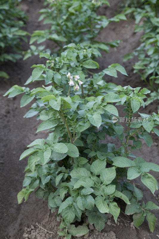 土豆植物