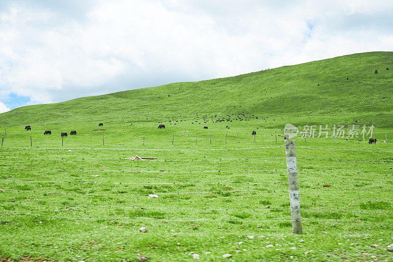 山上的草地