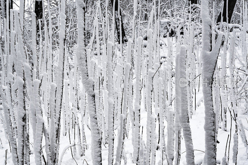 冬天的森林里下雪了