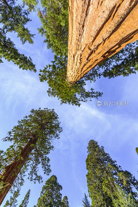 加州红杉国家公园的巨型红杉树