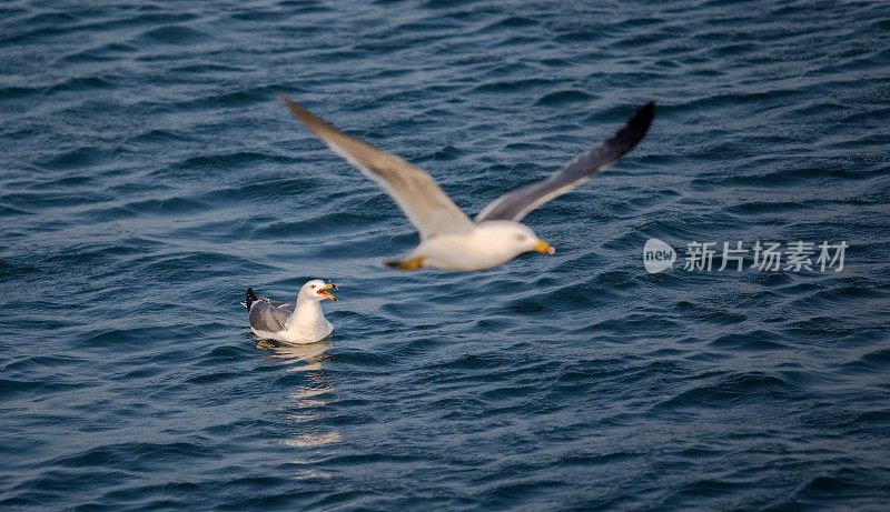 海鸥在海上飞翔