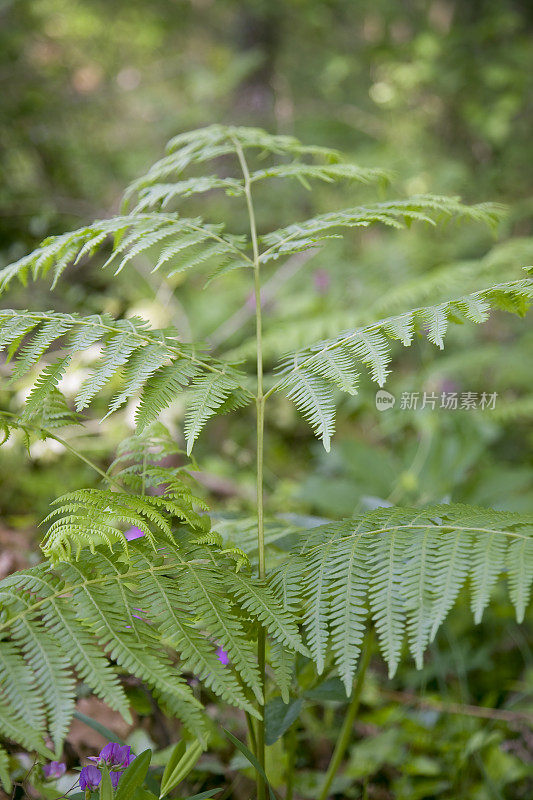 蕨类植物