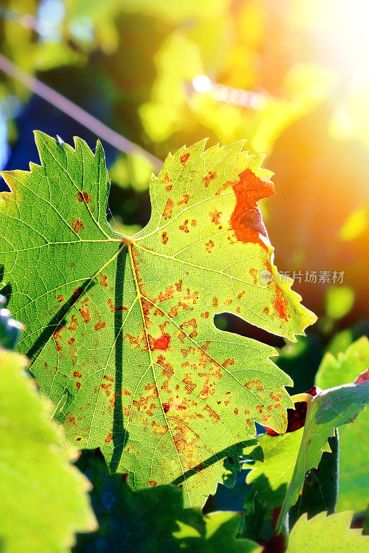 新鲜的葡萄绿色的叶子在阳光下有红色的标记