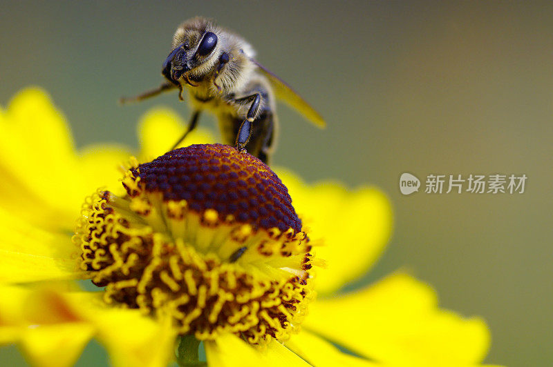 蜜蜂在黄色的阳光新娘上