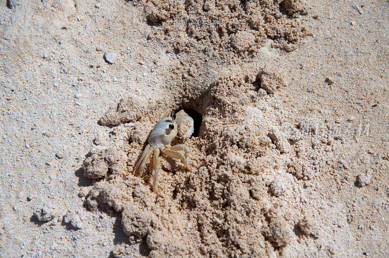 沙中的鬼蟹。