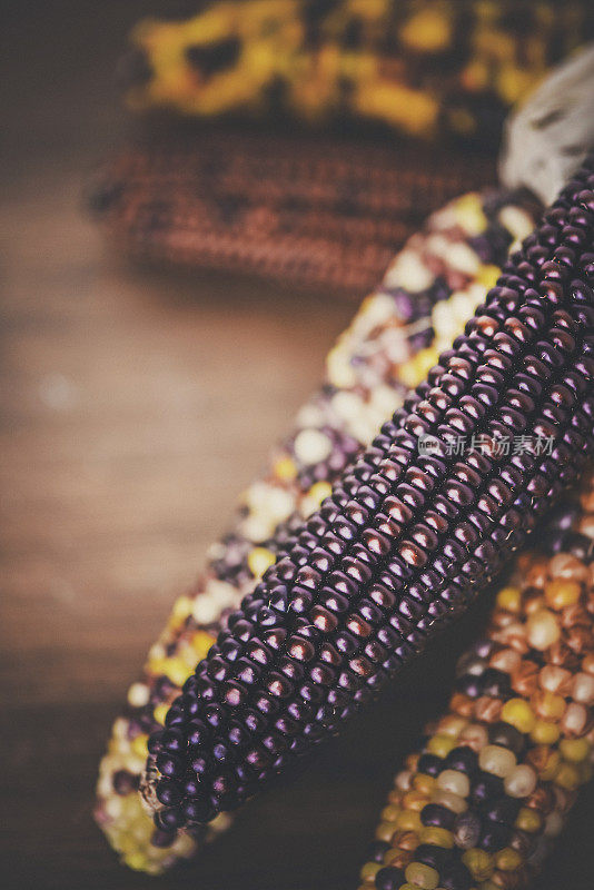 在乡村木质背景上的印第安玉米。感恩节和秋季装饰
