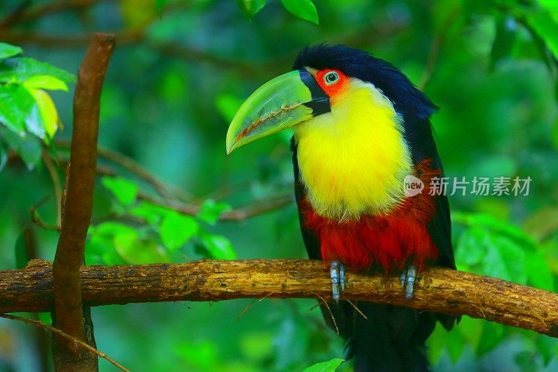 多彩可爱，沉思警觉性巨嘴鸟热带鸟，巴西亚马逊
