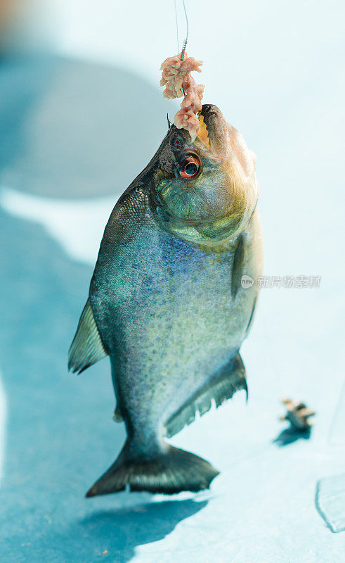 亚马逊河中食人鱼的特写镜头，露出锋利的牙齿