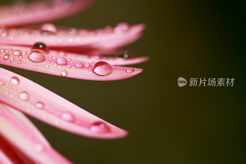 粉红色的非洲菊花瓣上的露珠