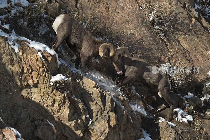野生大角羊在科罗拉多悬崖上撞头