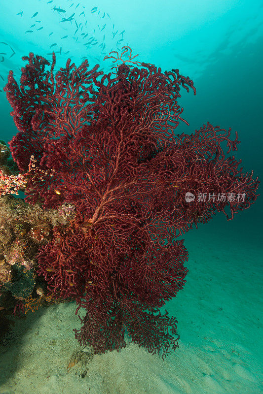 美丽的柳珊瑚，绿光，雨天，拉贾安帕，印度尼西亚