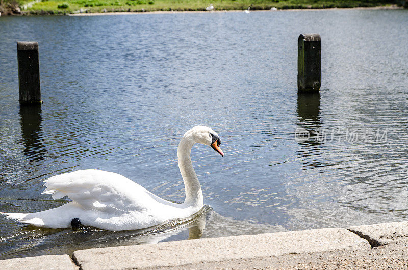 海德公园蛇形池塘中的白天鹅