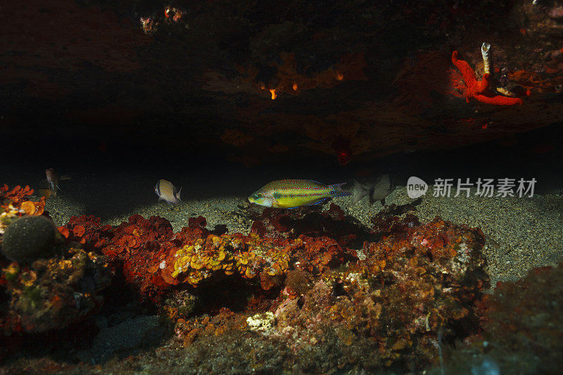 海鱼类水下暗礁海洋生物孔雀濑鱼寻常梁龙