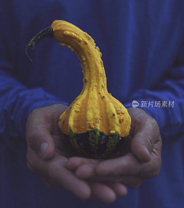 骄傲的农民拿着一个有机葫芦过感恩节