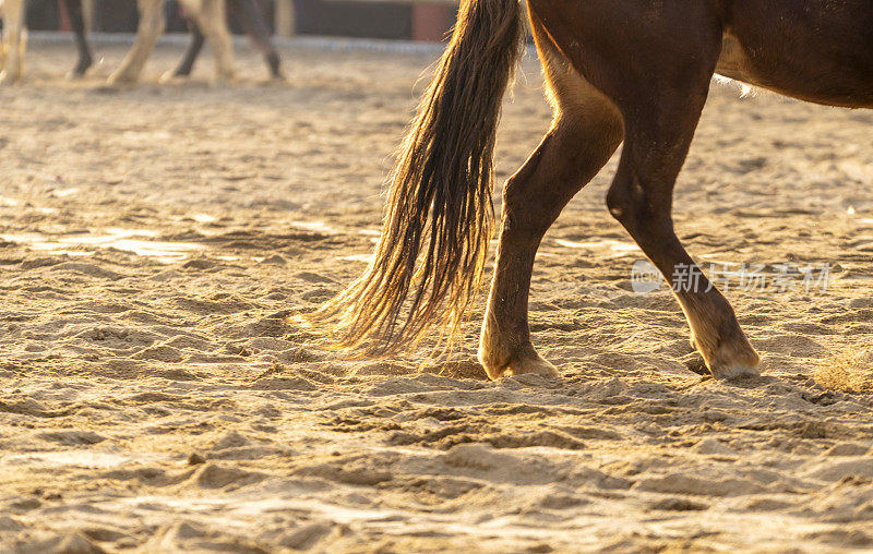 马在沙地上行走
