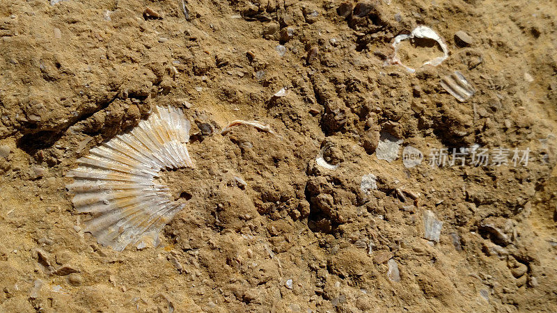 化石贝壳，石灰岩，阿尔加维海岸，葡萄牙