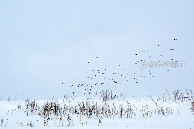 饥饿的鸟儿冬天在寒冷的天气里飞翔
