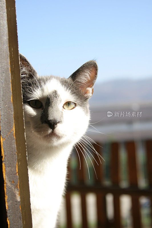 两只猫在阳台上玩耍