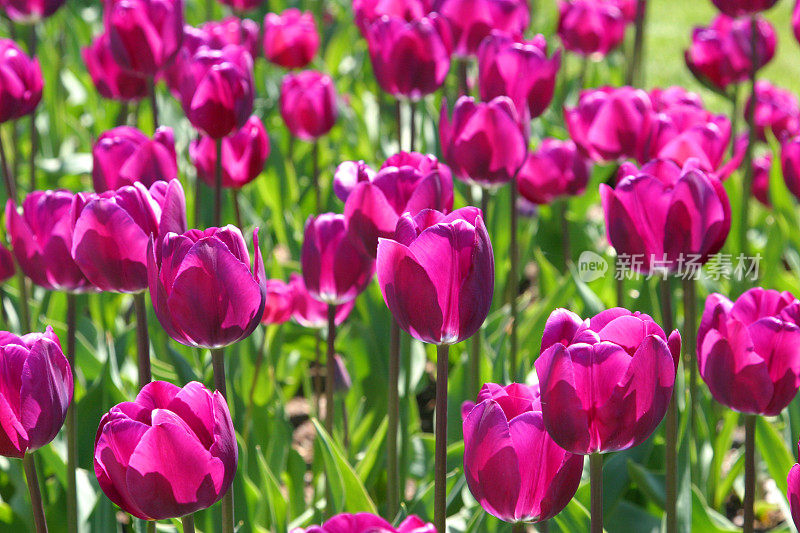 紫色郁金香花波士顿公共花园