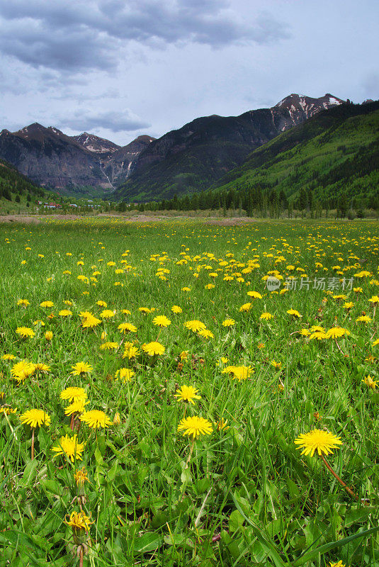 山上的野花景观