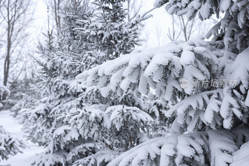 暴风雪过后，云杉的树枝被雪覆盖