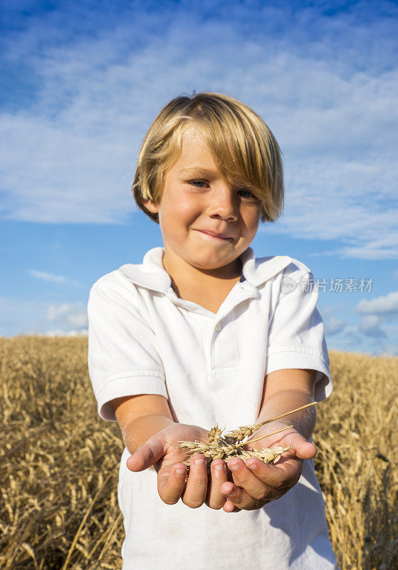 男孩在农田里拿着小麦