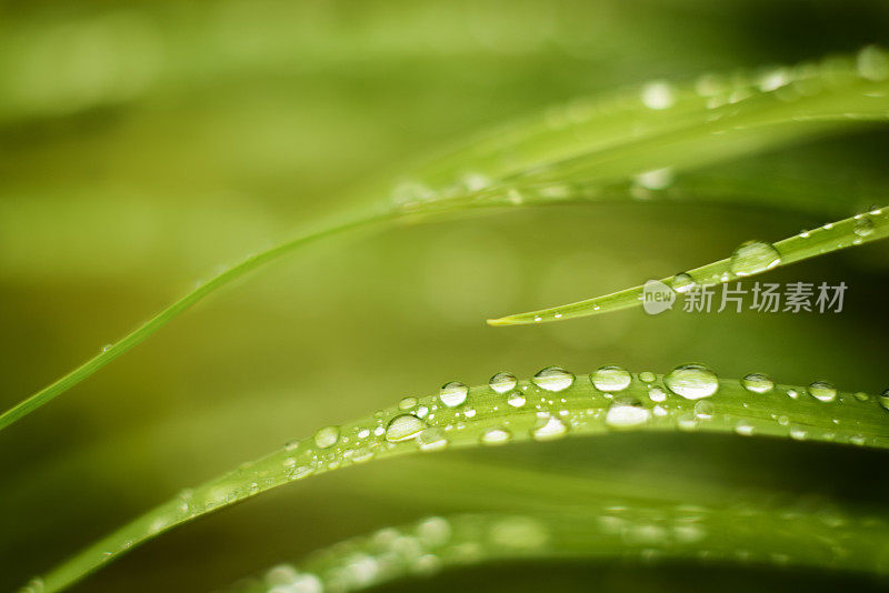 草地上的雨滴