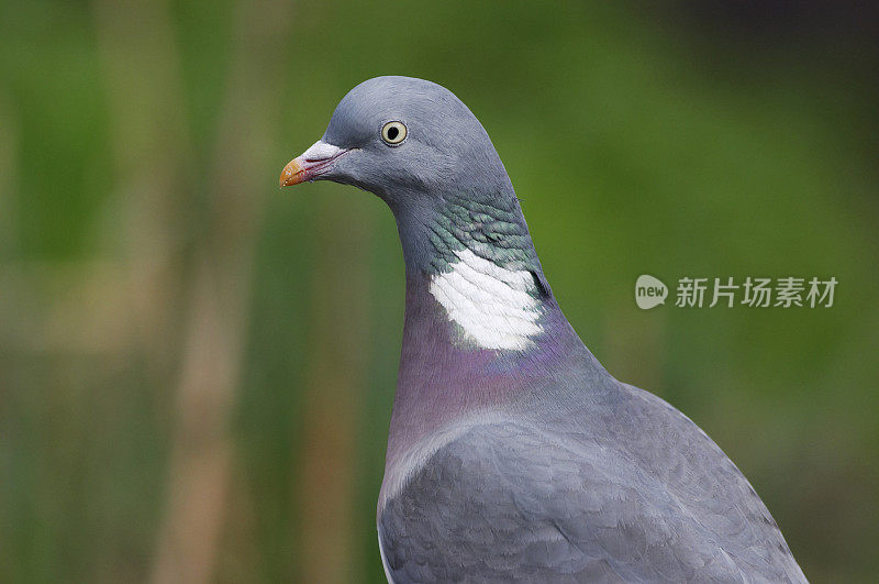 木鸽上潜望镜凝视