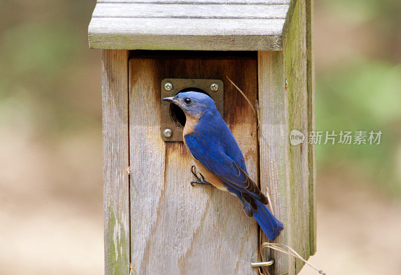 巢箱外的雄性蓝鸟