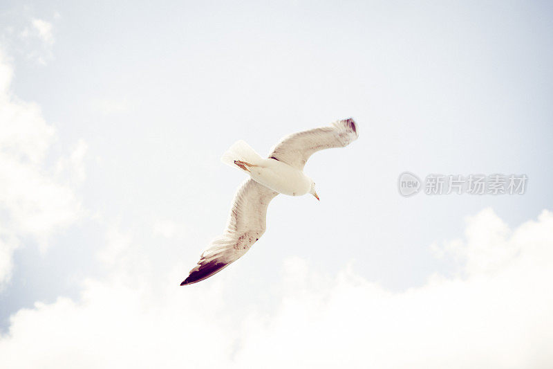 飞翔的海鸥