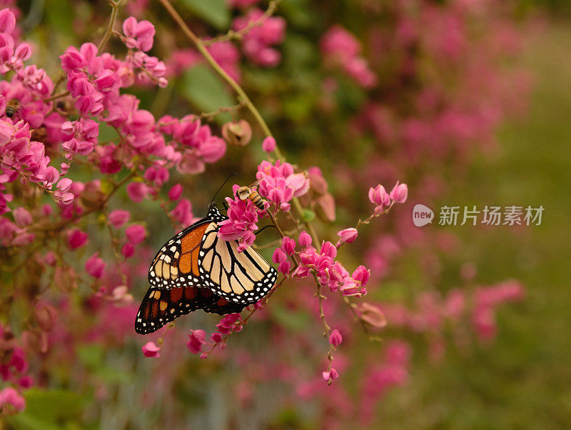 粉红花朵上的帝王蝶