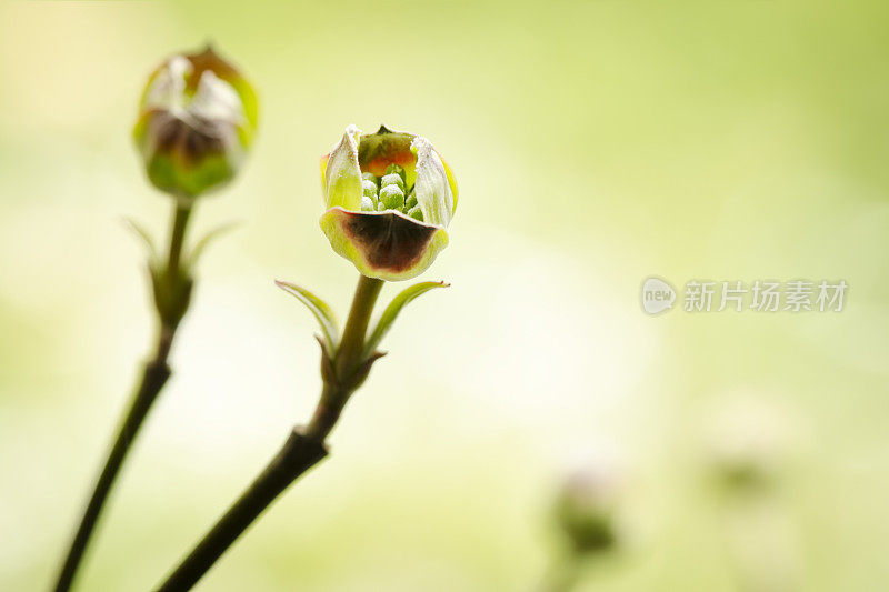 山茱萸花蕾春横