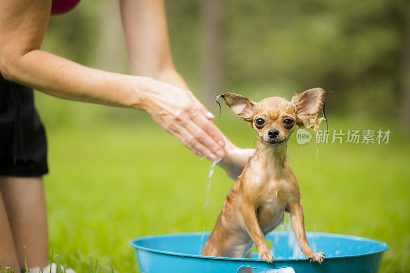 宠物:可爱的吉娃娃狗洗澡。后院。夏天。