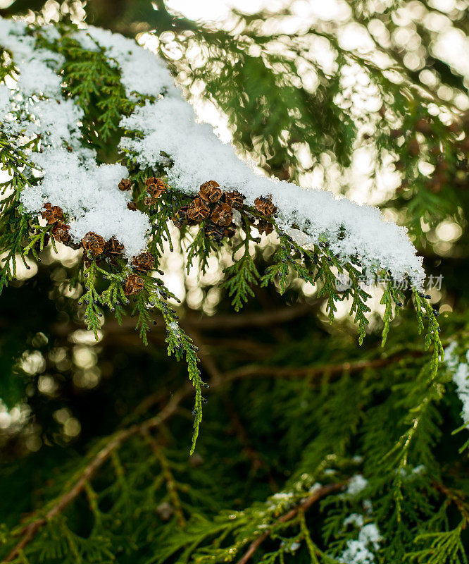 松树枝上的雪