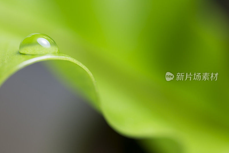 带雨滴的叶子