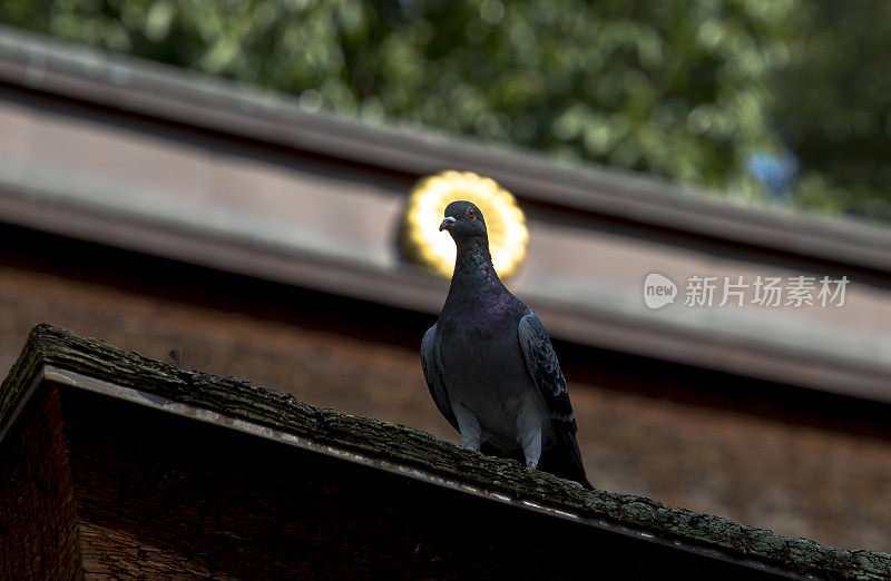 屋顶上的鸽子