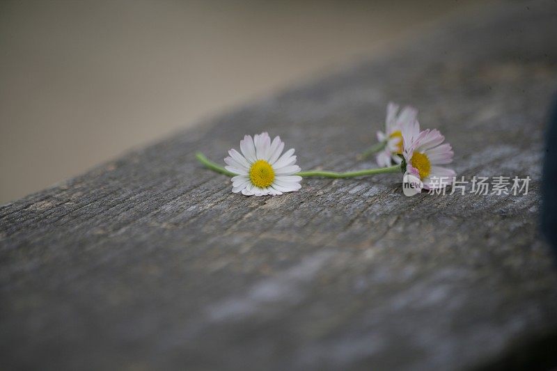 小小的花朵