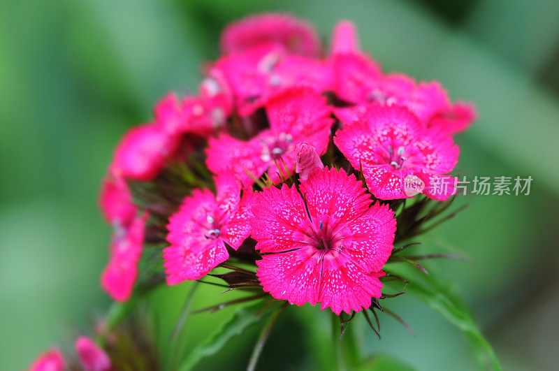 威廉甜蜜的花朵